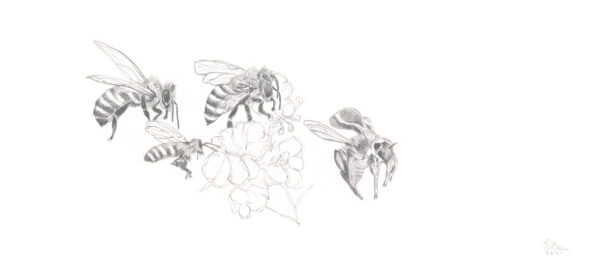 Bees-4 (from the 2021 Beehive Frames series)