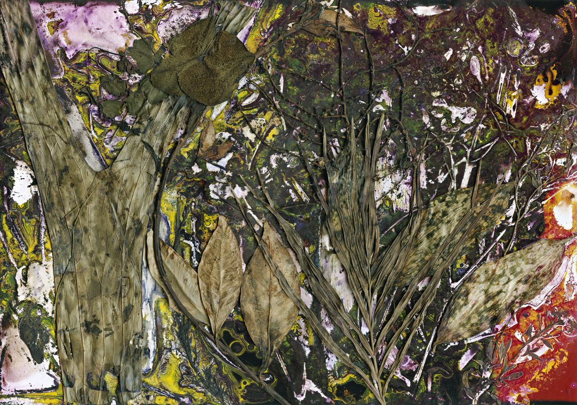 My Love of Foliage, Jill (Everton Park)